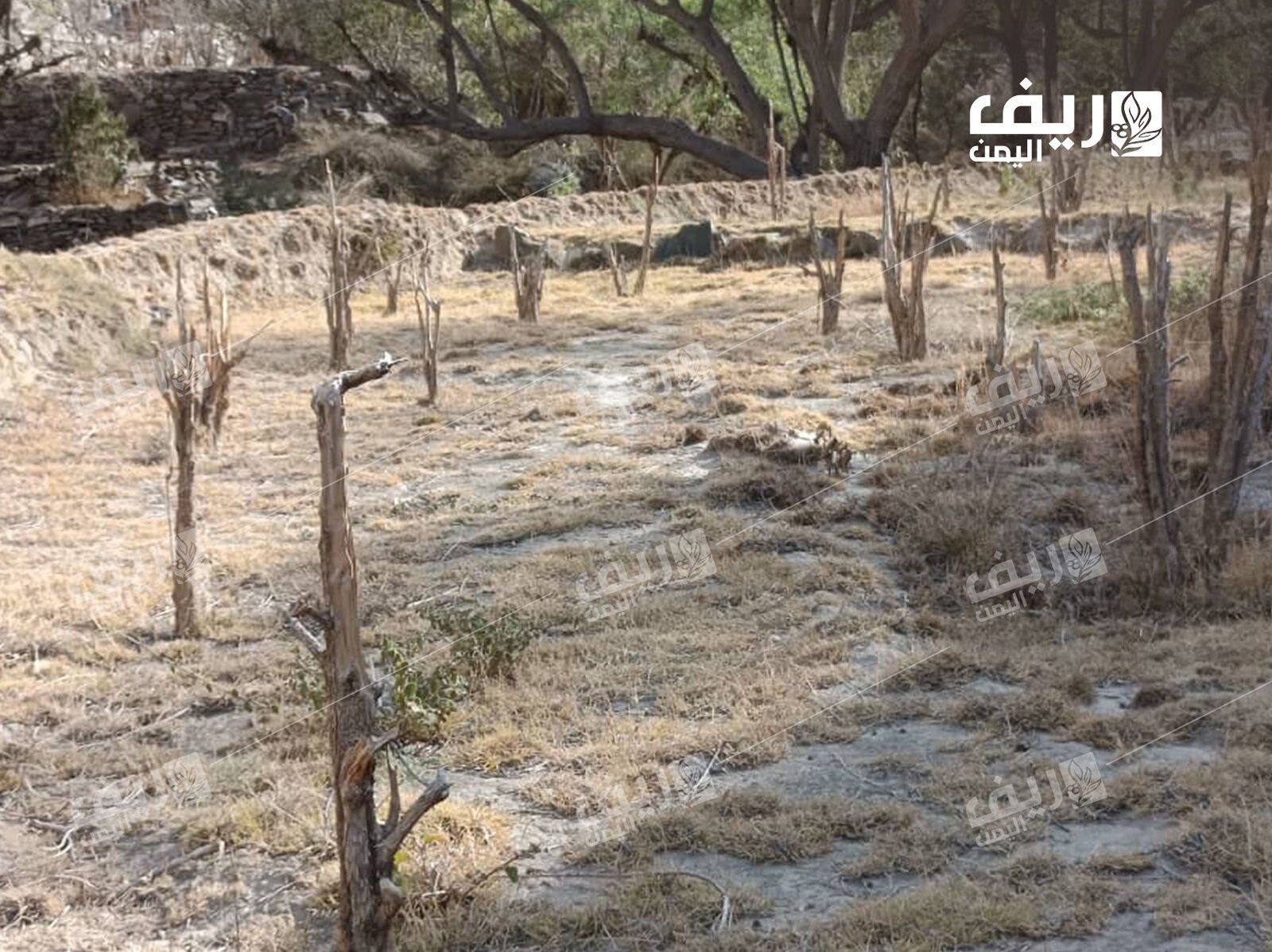 الجفاف وتغير المناخ يهددان زراعة البن اليمني