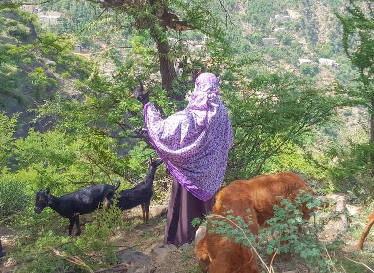 رعي الأغنام.. عمل محفوف بالموت في جبال ريمة