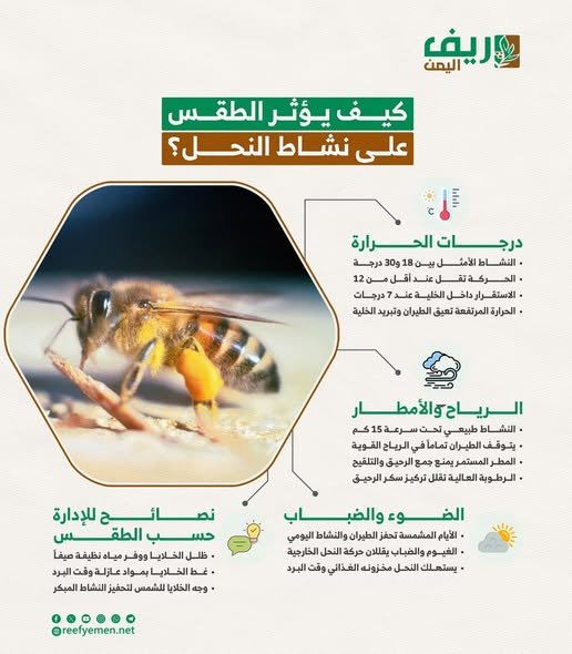متى تؤثر الظروف الجوية على نشاط النحل؟