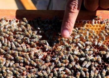 نفوق النحل.. تهديد متزايد للأمن الغذائي والتوازن البيئي
