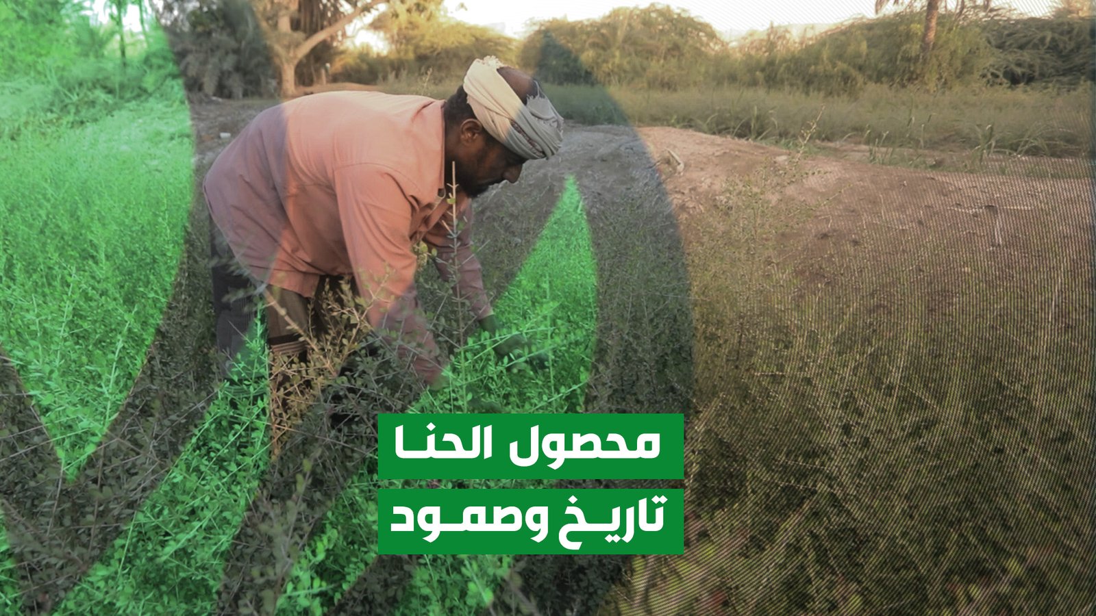 زراعة الحنا.. تأريخ من الصمود