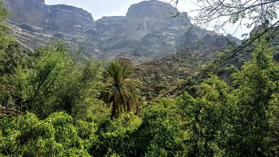 محمية جبل أرف.. كنز اليمن البيئي المهدد بالخطر