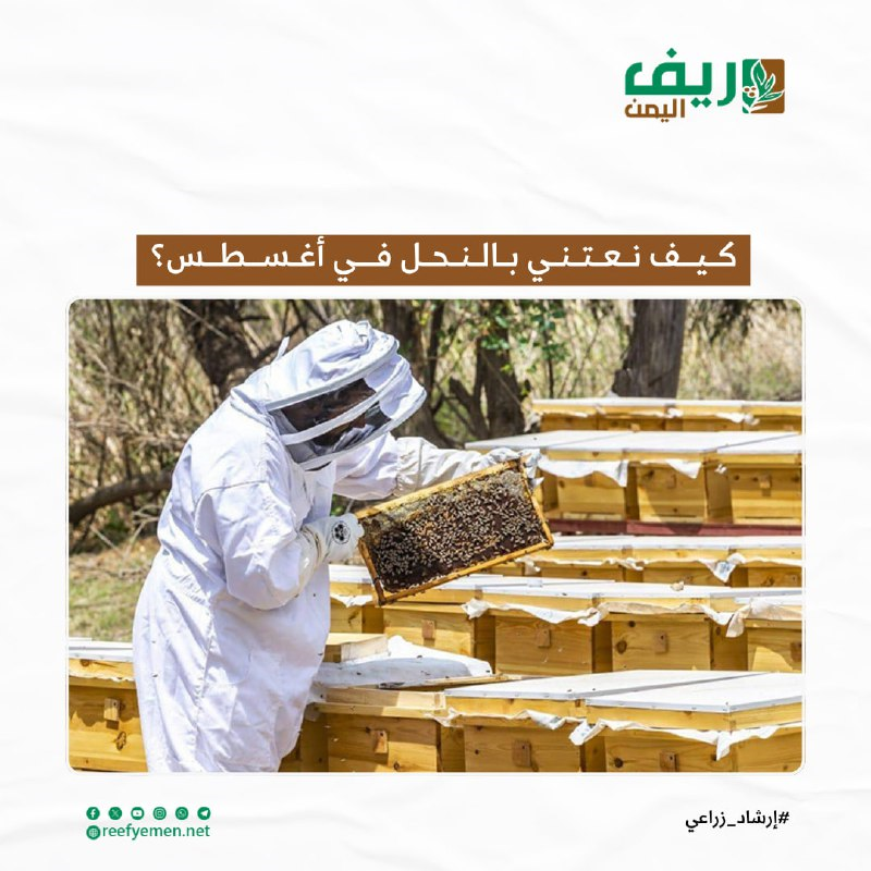 رعاية النحل في شهر أغسطس