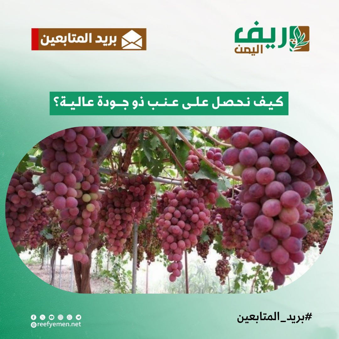 خطوات زراعة العنب اليمني عالي الجودة