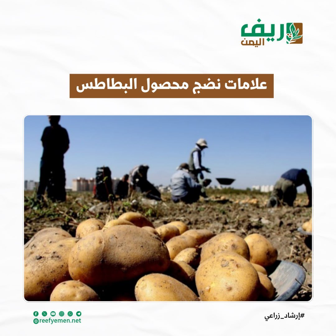 علامات نضج محصول البطاطس (البطاط)