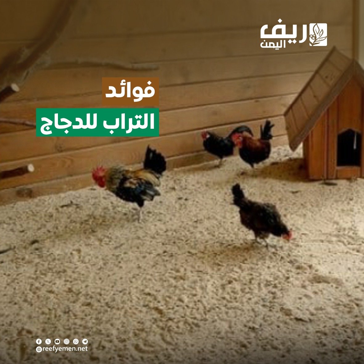 فوائد التراب في تحسين بيئة تربية الدواجن