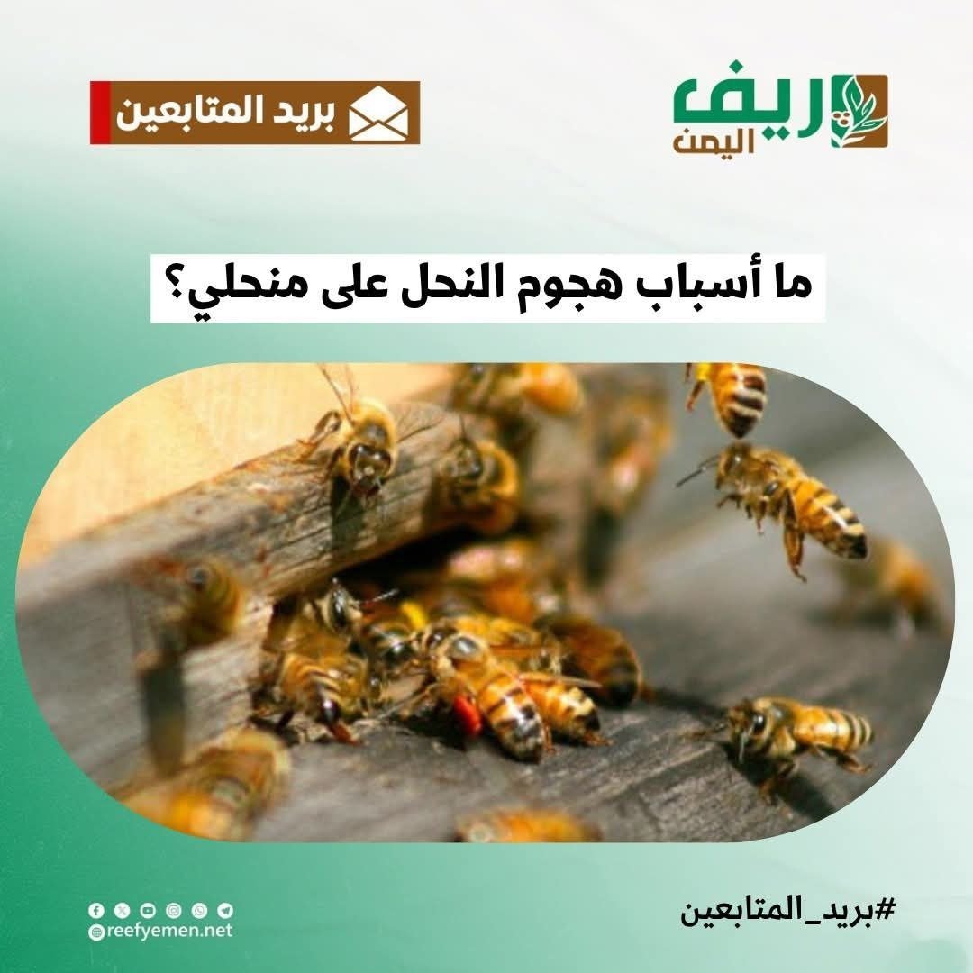 أسباب هجوم النحل على المناحل وطرق الوقاية