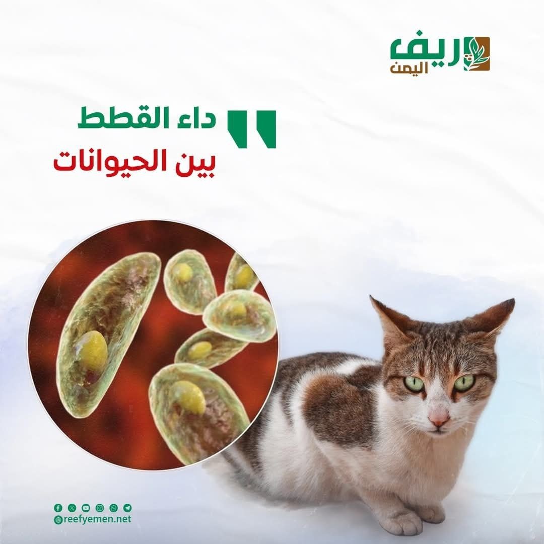 داء القطط.. ما هو التكسوبلازما؟