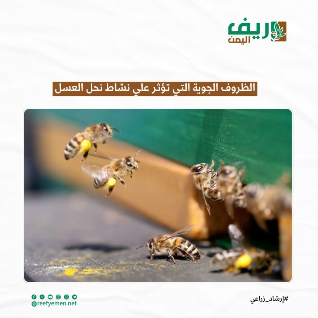 متى تؤثر الظروف الجوية على نشاط النحل؟