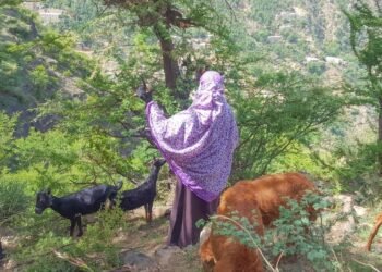 رعي الأغنام.. عمل محفوف بالموت في جبال ريمة