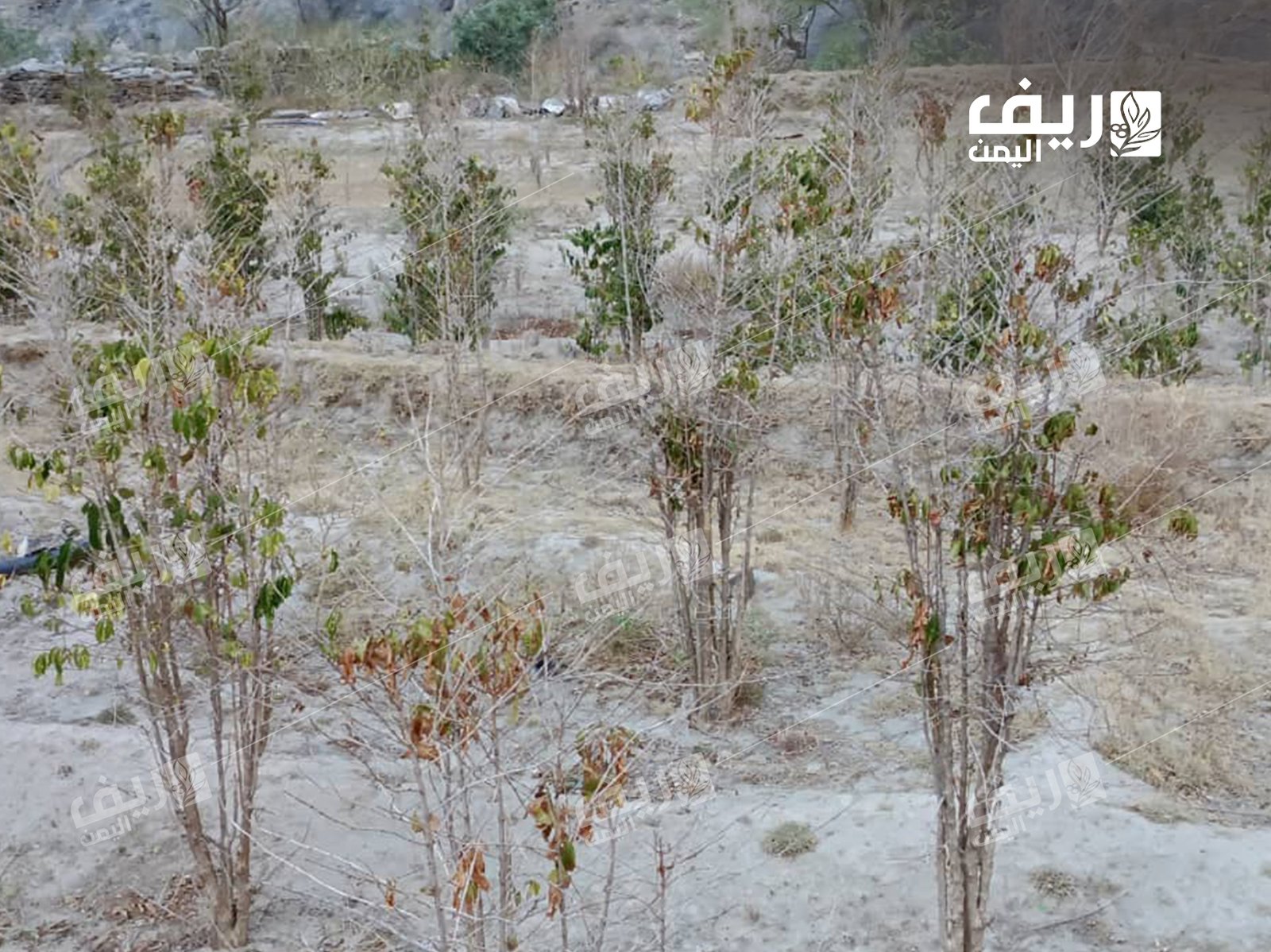 الجفاف وتغير المناخ يهددان زراعة البن اليمني