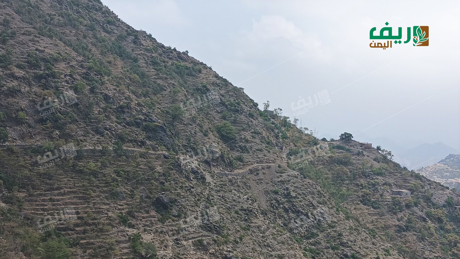 تعز.. طريق الدمنة في جبل حبشي حلم بدأ يتحقق