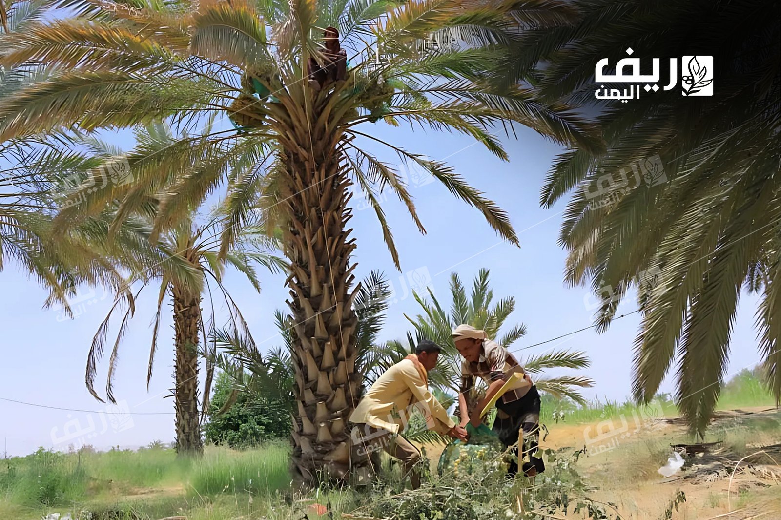 تمور مأرب.. ذهب بني يروي حكاية الجهد والتحدي
