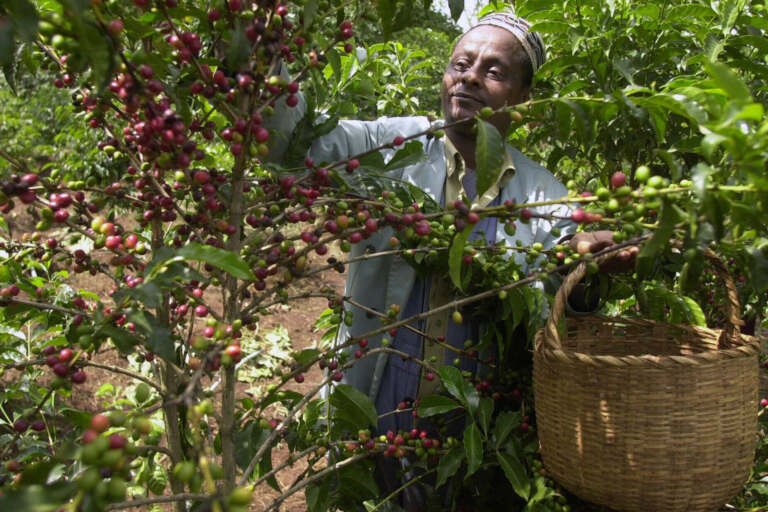 القهوة العربية معرضة للخطر بسبب أزمة المناخ