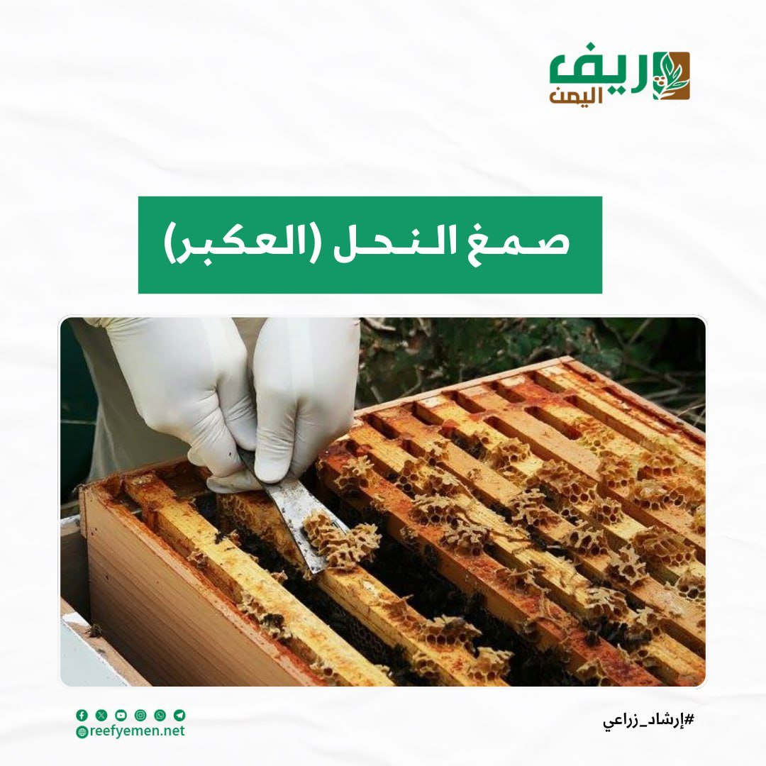 صمغ النحل.. الخصائص والفوائد