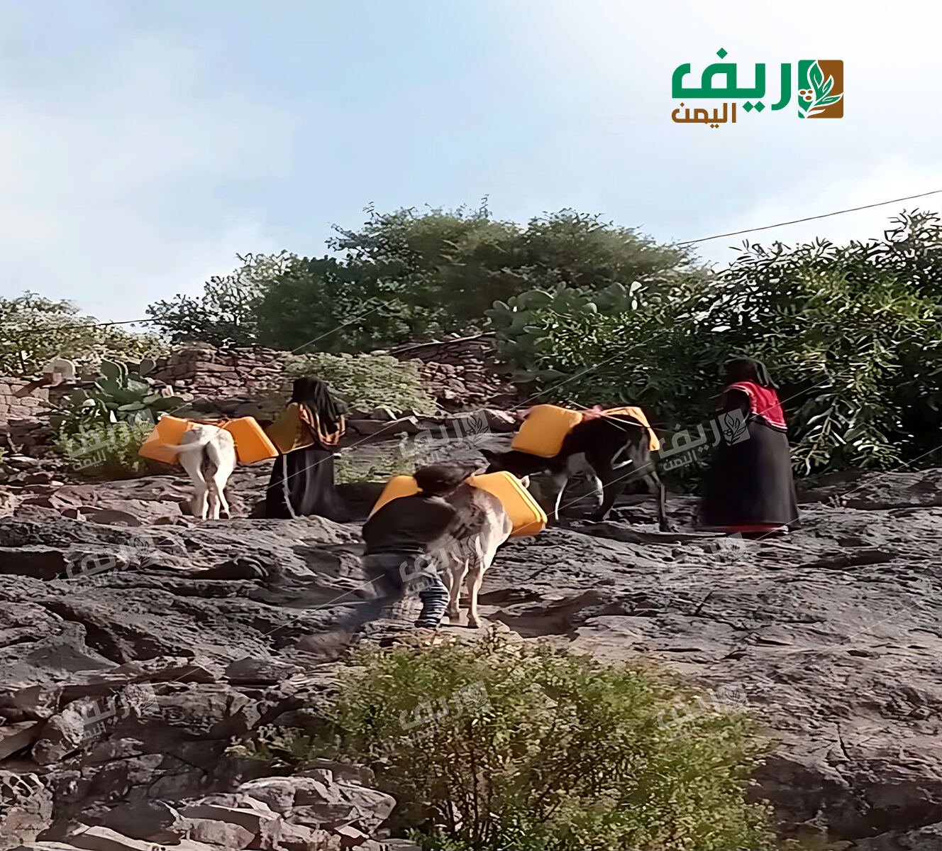 الضالع .. نساء الريف بين العطش والتغير المناخي