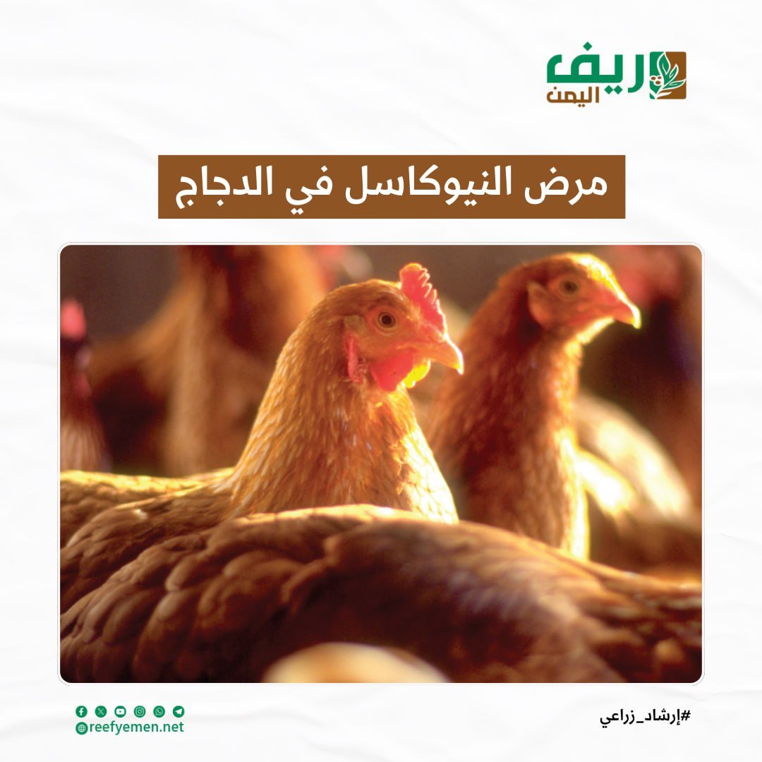 مرض النيوكاسل في الدواجن البلديّة