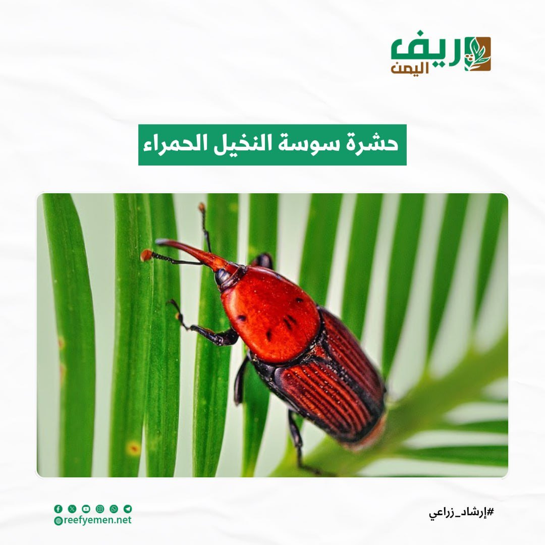 حشرة سوسة النخيل الحمراء.. الأعراض وطرق الوقاية