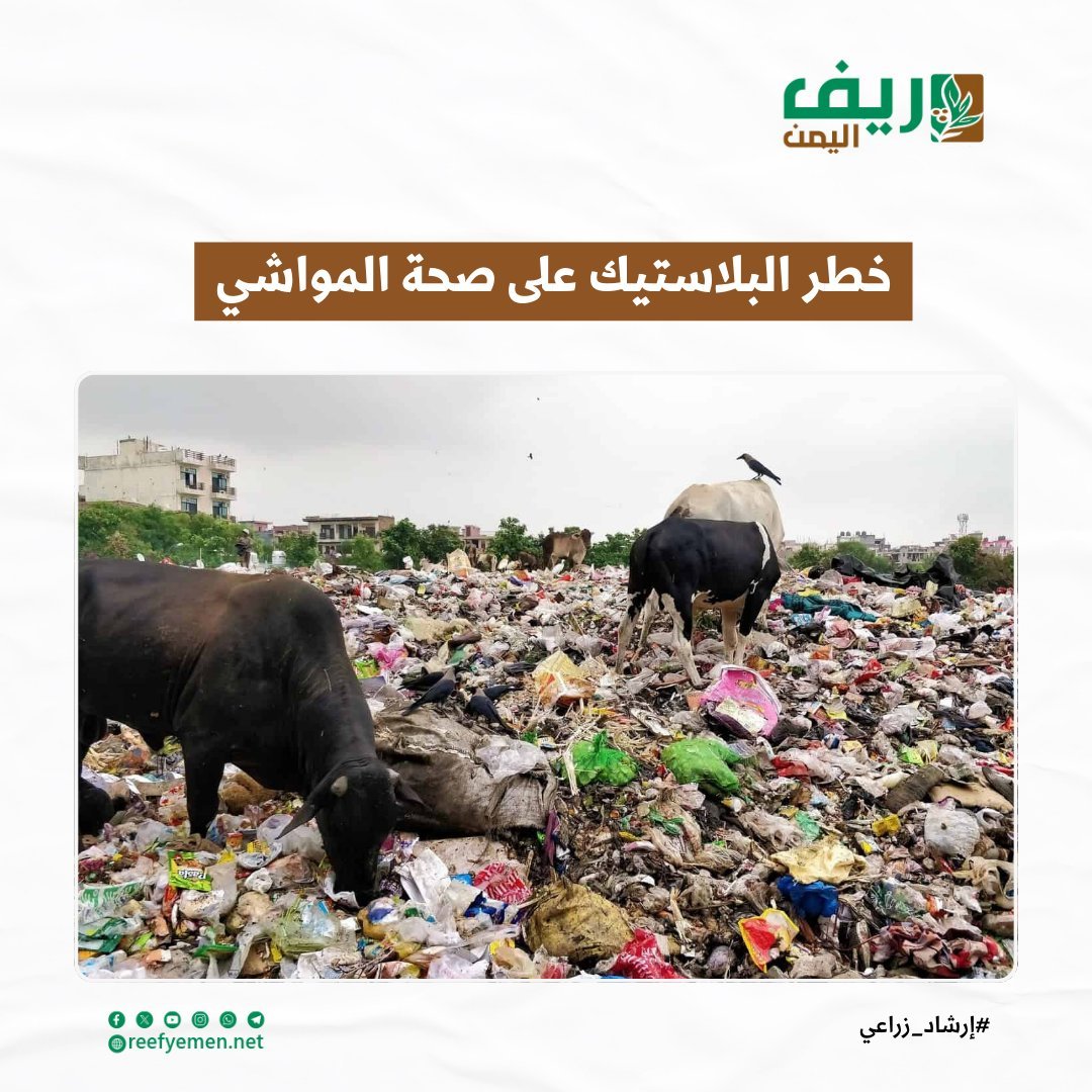 خطر المخلفات البلاستيكية على صحة المواشي