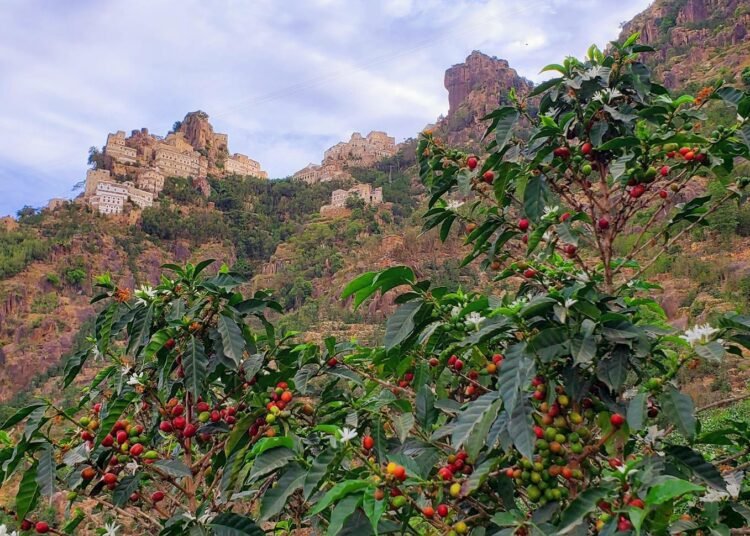 33 نوع نادر من البن اليمني في مزاد "الإرث الحي"