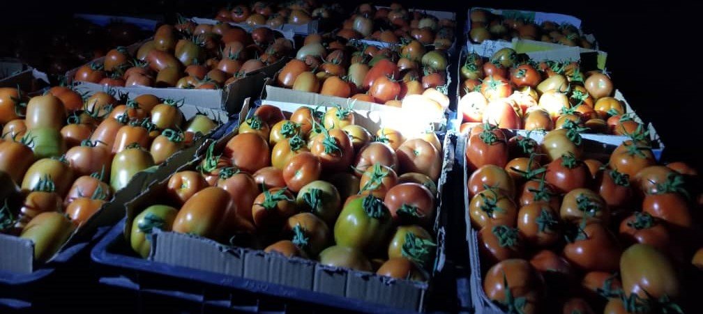 الزراعة العضوية.. بين تحديات الواقع وآمال المزارعين