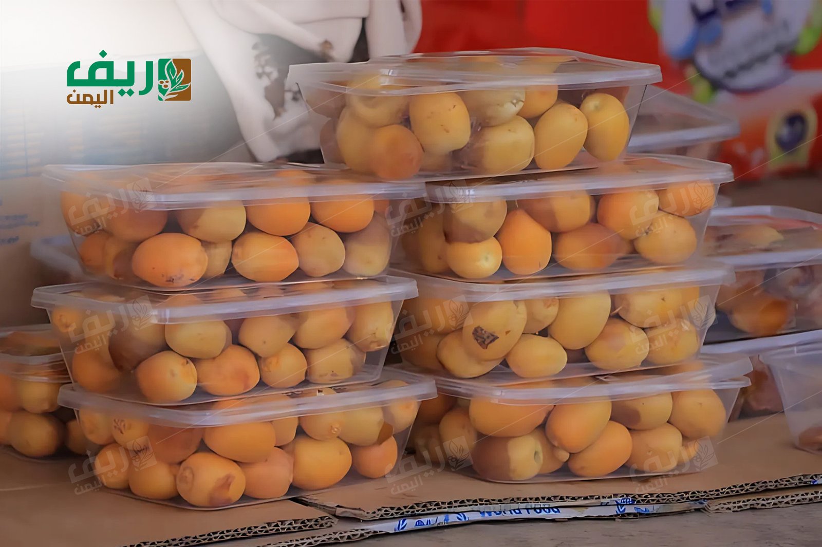 تمور مأرب.. ذهب بني يروي حكاية الجهد والتحدي