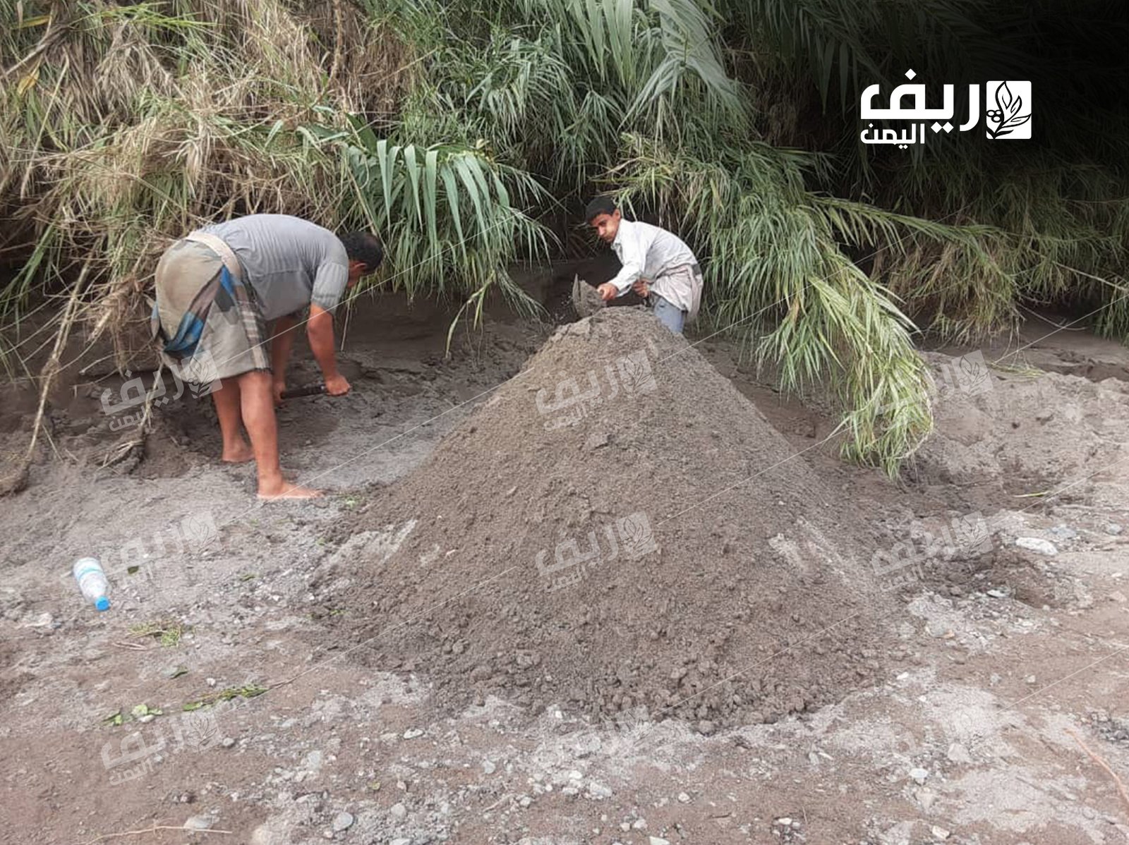 الرمل الأبيض: مصدر دخل مئات الأسر الريفية في المحويت