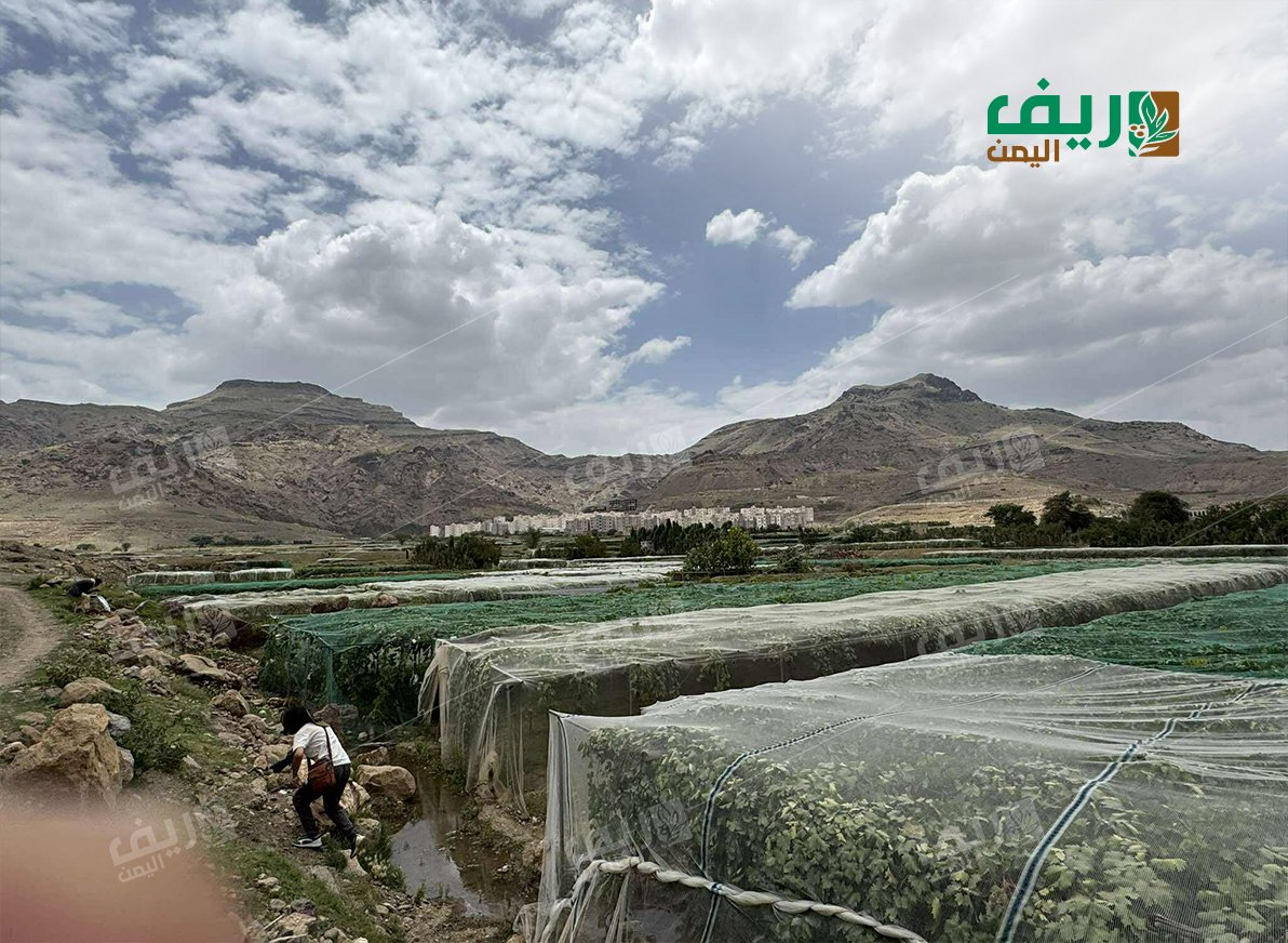 عنب اليمن تحت الشِّباك والمناخ المتغيّر فوقهما