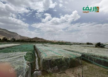 عنب اليمن تحت الشِّباك والمناخ المتغيّر فوقهما