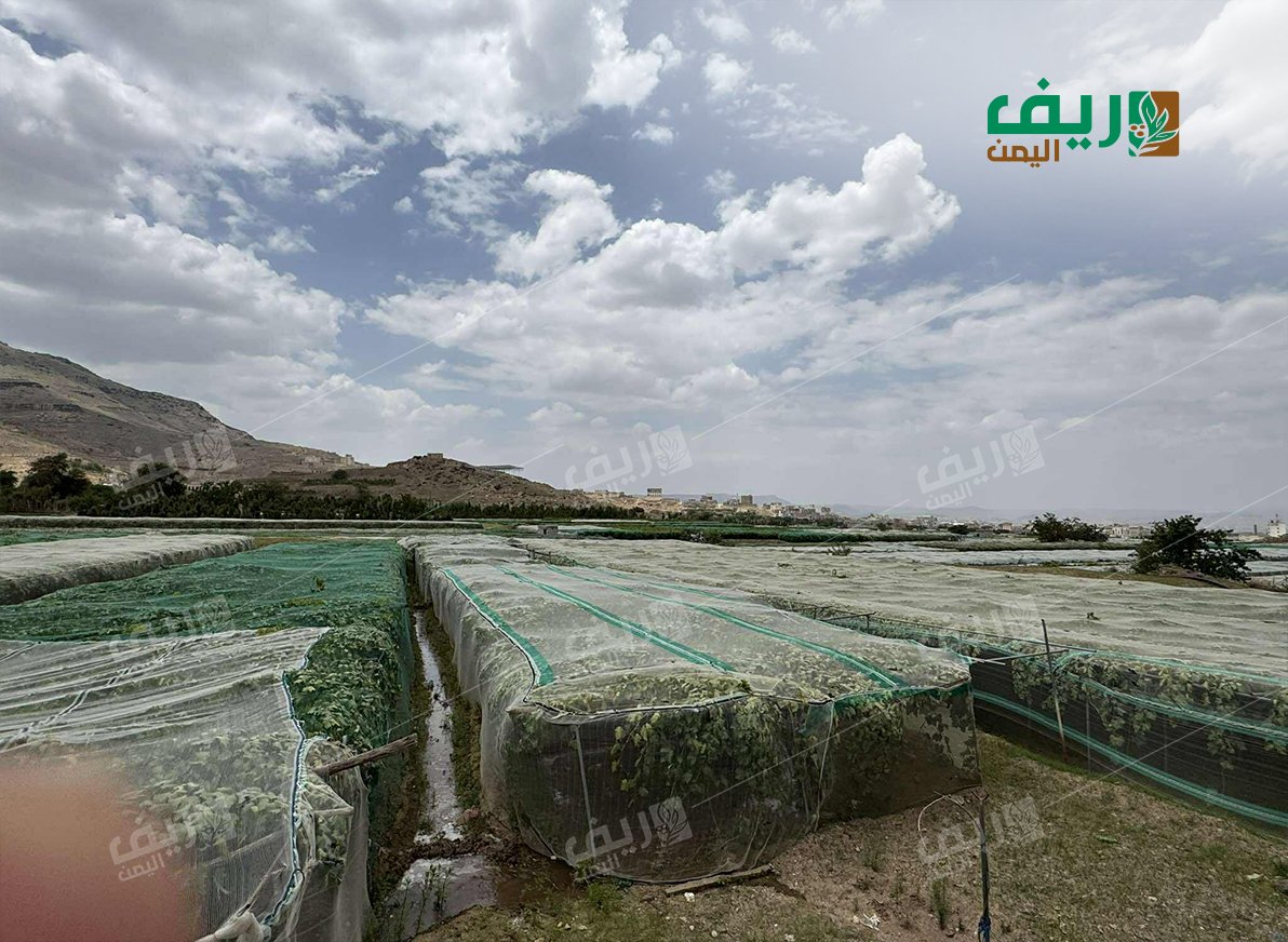عنب اليمن تحت الشِّباك والمناخ المتغيّر فوقهما