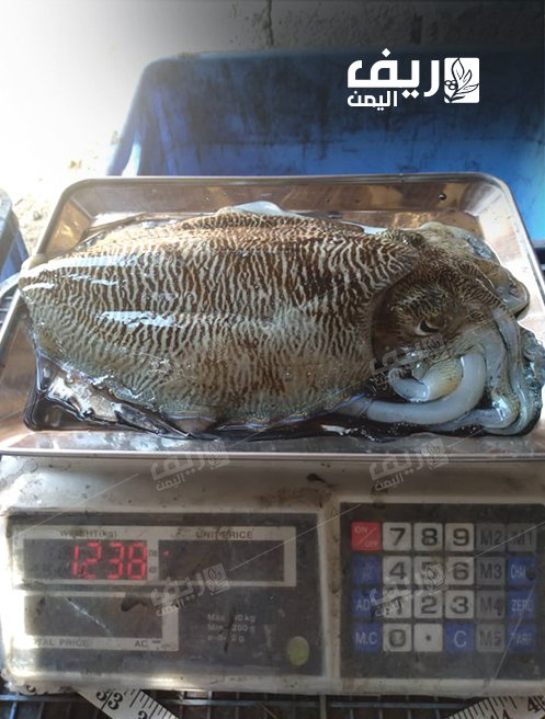 موسم اصطياد الحَبَّار في تهامة بين الموروث والرزق