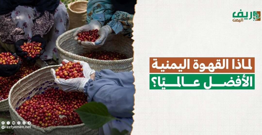 القهوة اليمنية الأغلى عالمياً.. لماذا؟