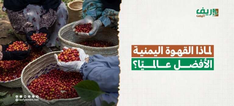 القهوة اليمنية الأغلى عالمياً.. لماذا؟