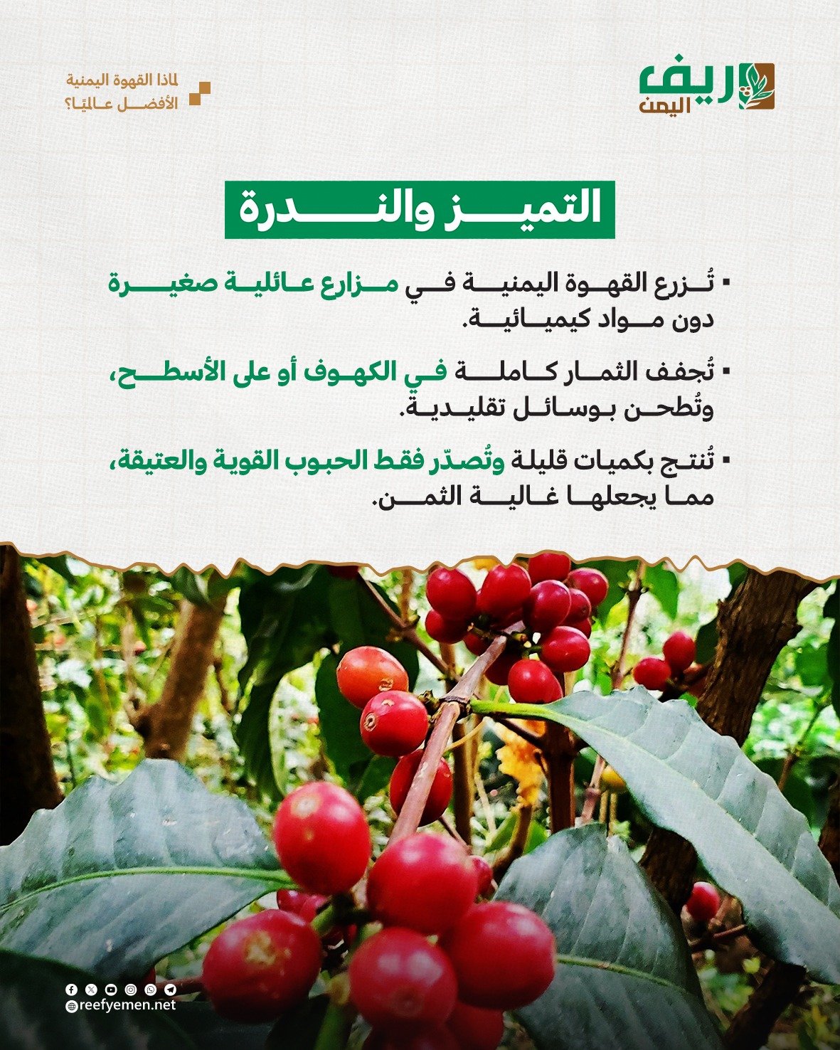 القهوة اليمنية الأغلى عالمياً.. لماذا؟