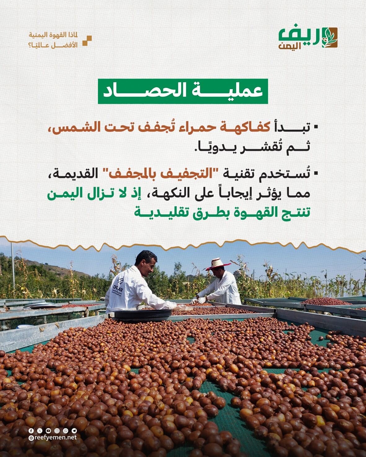 القهوة اليمنية الأغلى عالمياً.. لماذا؟