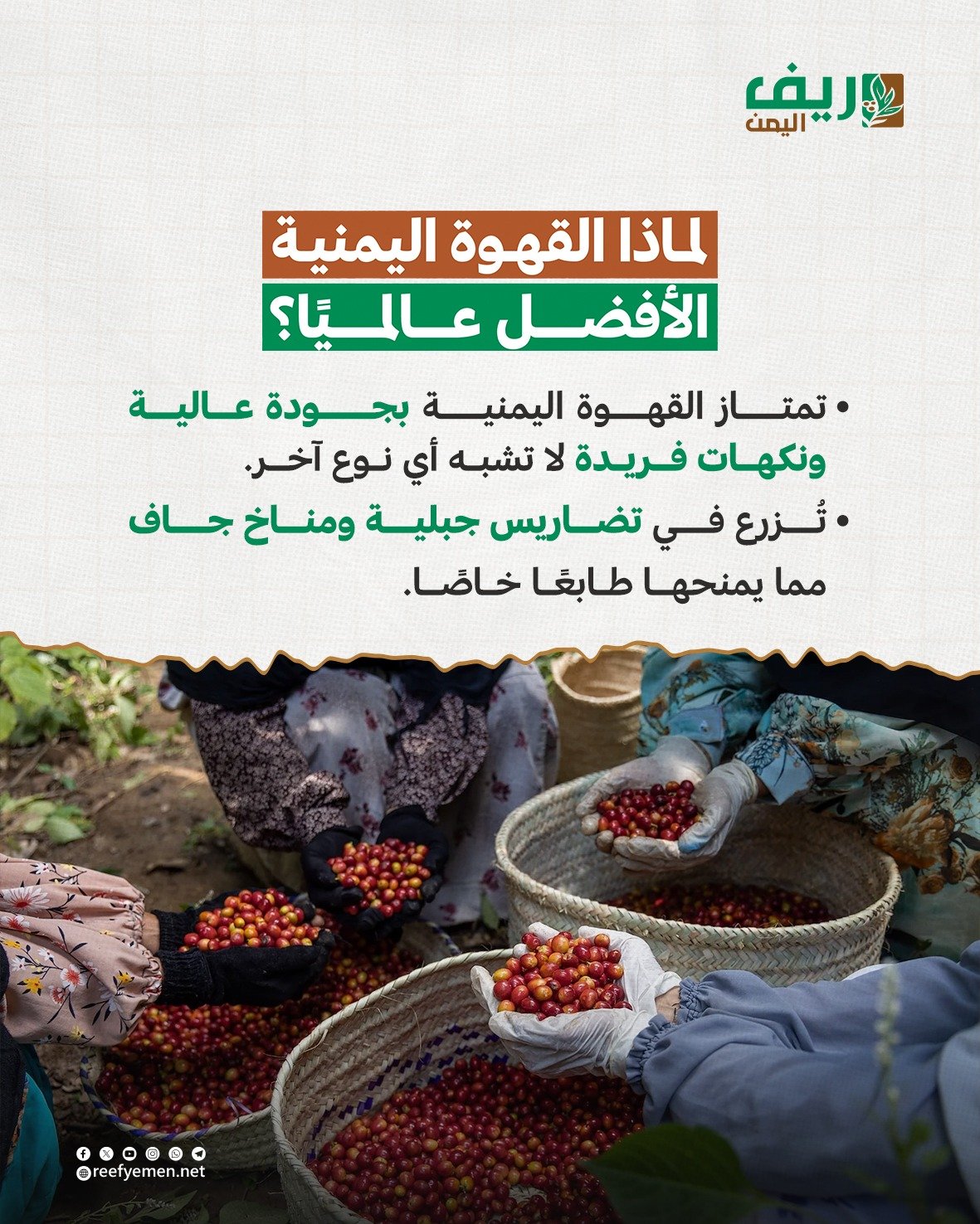 القهوة اليمنية الأغلى عالمياً.. لماذا؟