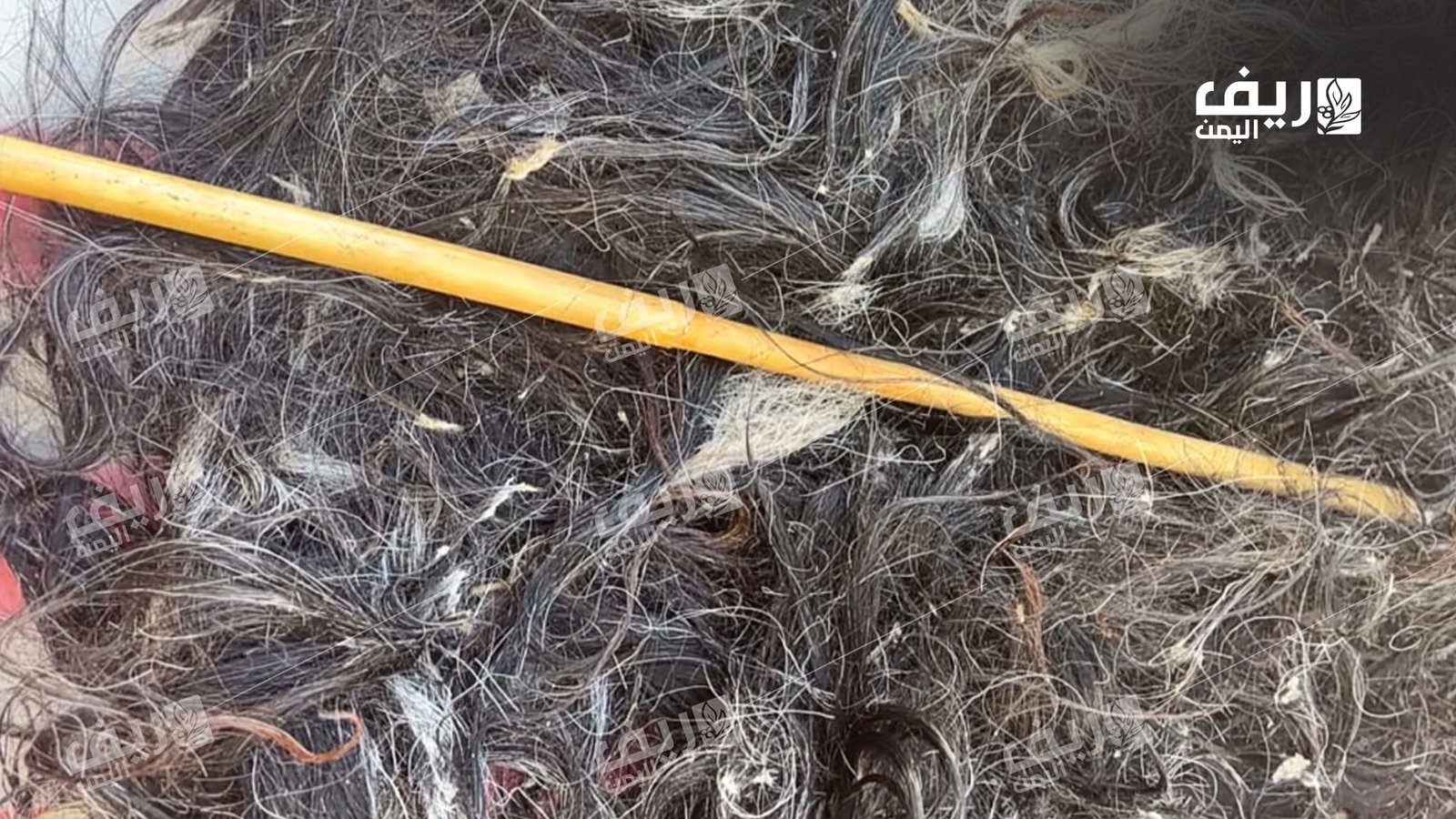 صوف الغنم.. مهنة الحياكة الريفية تُصارع الاندثار