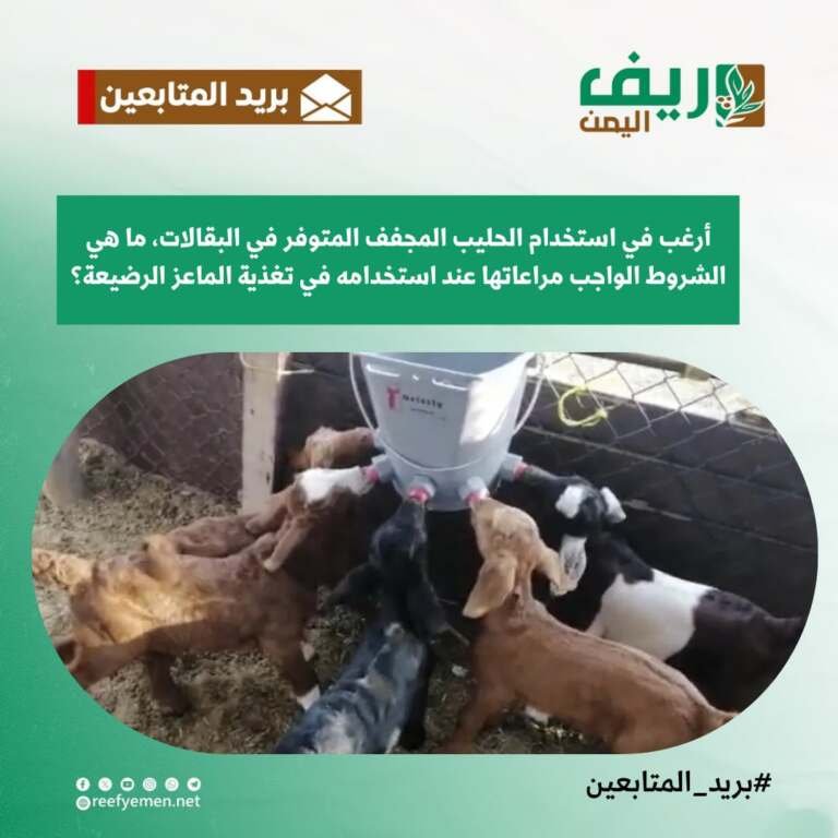 استخدام الحليب المجفف في تغذية مواليد الماعز