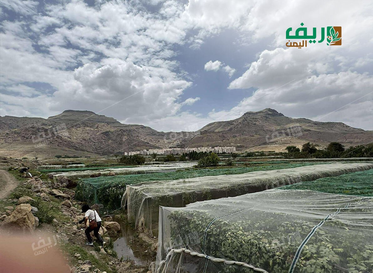 عنب اليمن تحت الشِّباك والمناخ المتغيّر فوقهما