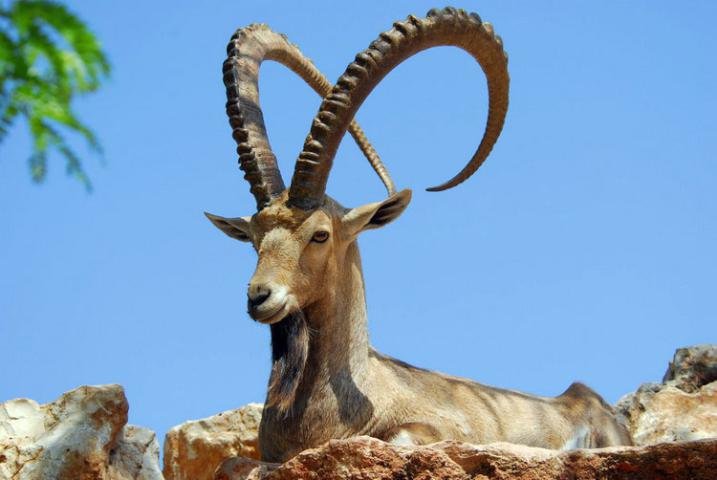 حضرموت.. ضبط متهمًا بصيد وعول نادرة