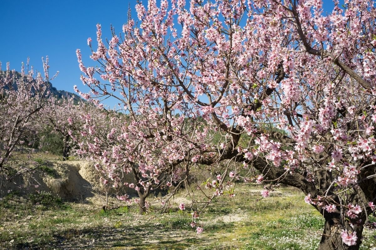 أسباب تساقط أزهار شجرة اللوز وطرق الوقاية