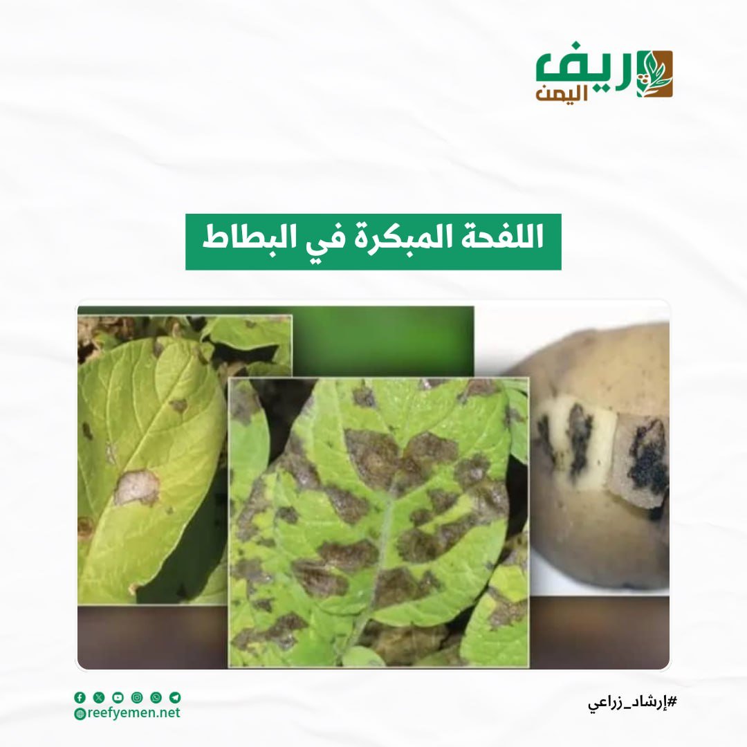 أسباب اللفحة المبكرة في البطاطس