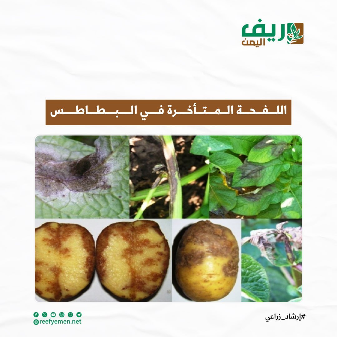 طرق الوقاية من اللفحة المتأخرة في البطاطس