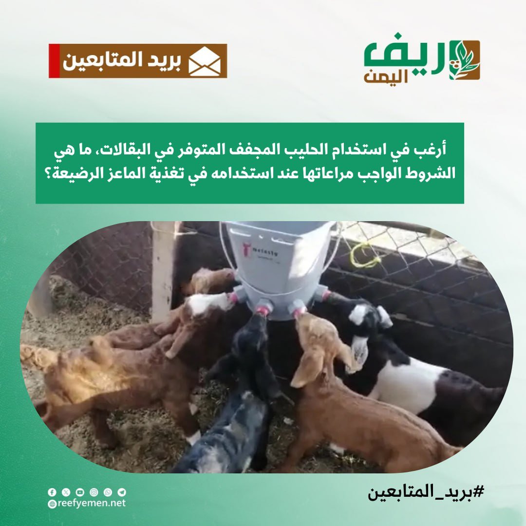 استخدام الحليب المجفف في تغذية مواليد الماعز
