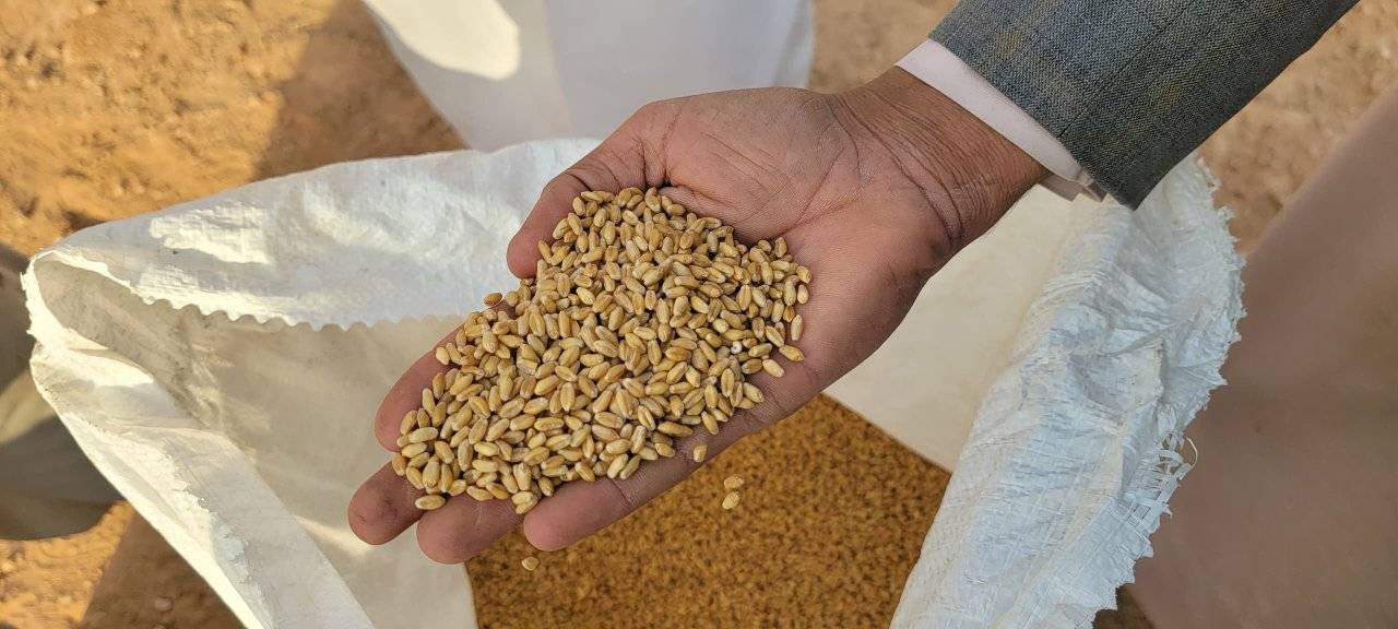 هل تستطيع اليمن الاكتفاء الذاتي من محاصيل الحبوب؟