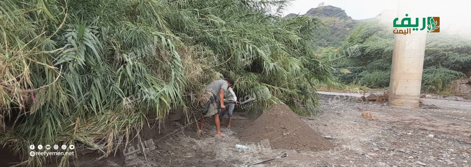 النيس الأبيض: مصدر دخل لمئات الأسر الريفية في المحويت