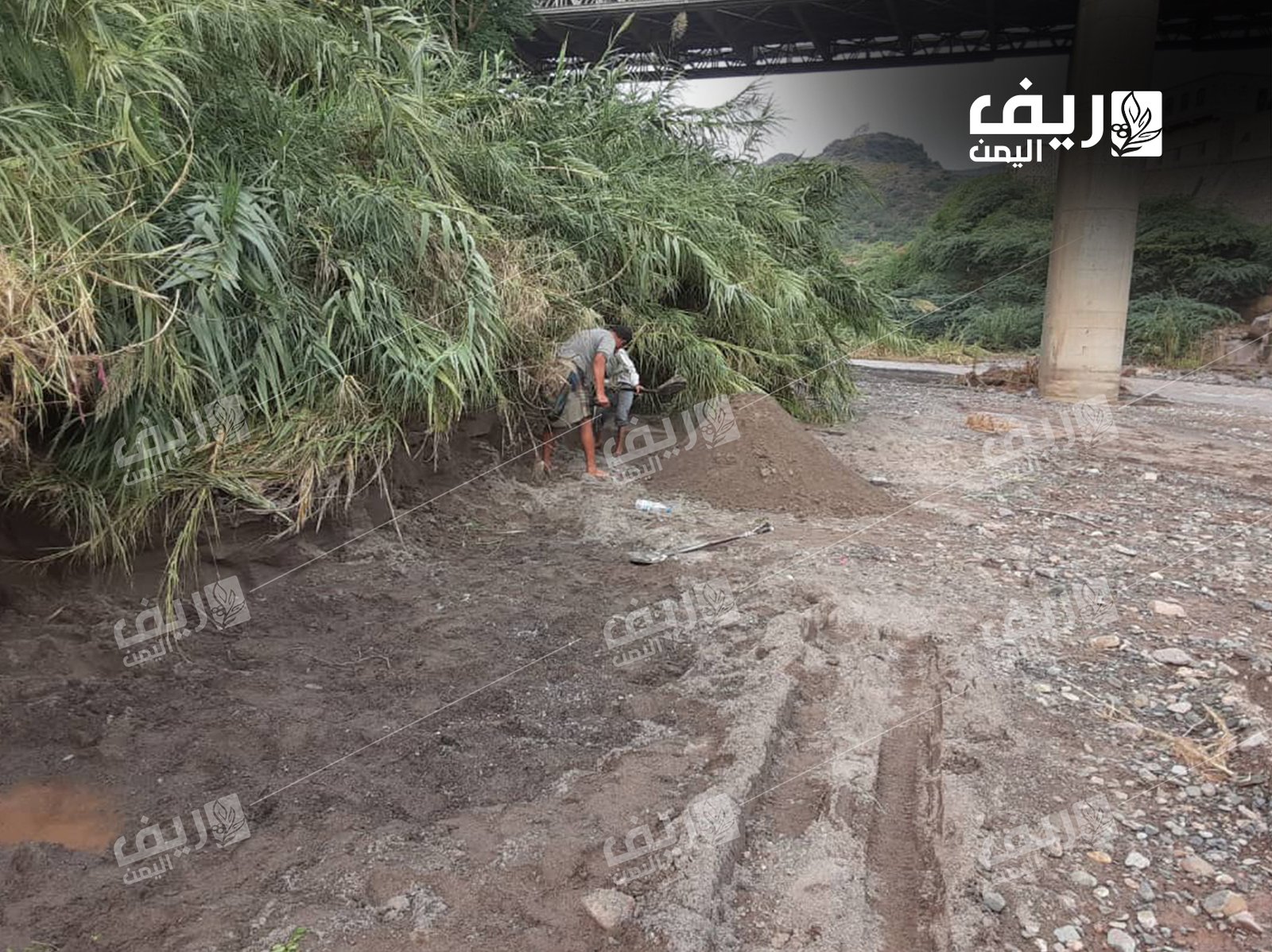 النيس الأبيض: مصدر دخل لمئات الأسر الريفية في المحويت