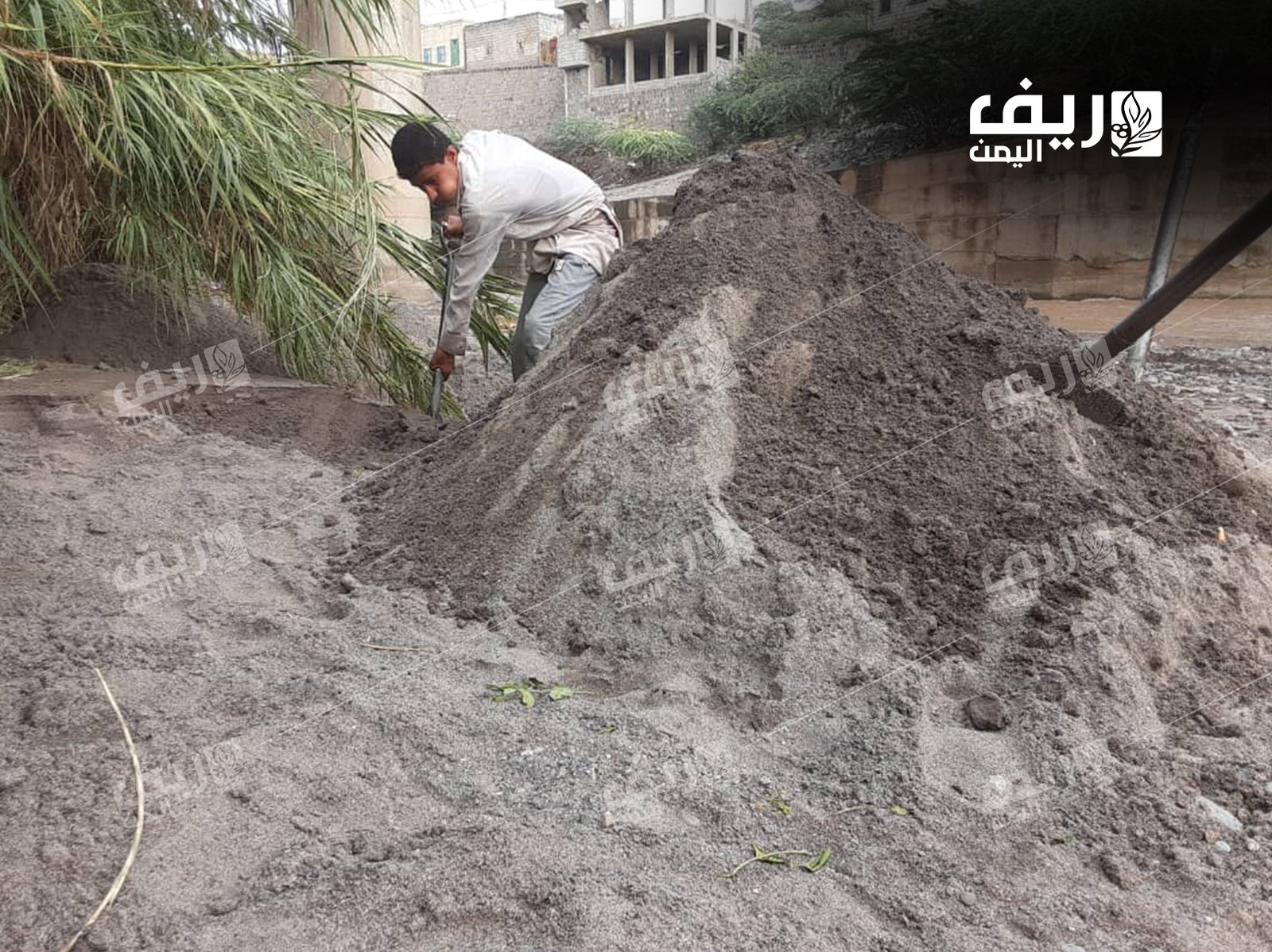 النيس الأبيض: مصدر دخل لمئات الأسر الريفية في المحويت