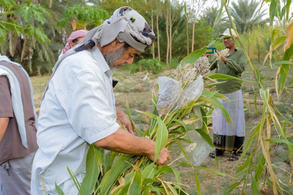 مزارعو حضرموت يحيون أراضيهم بالذرة الرفيعة