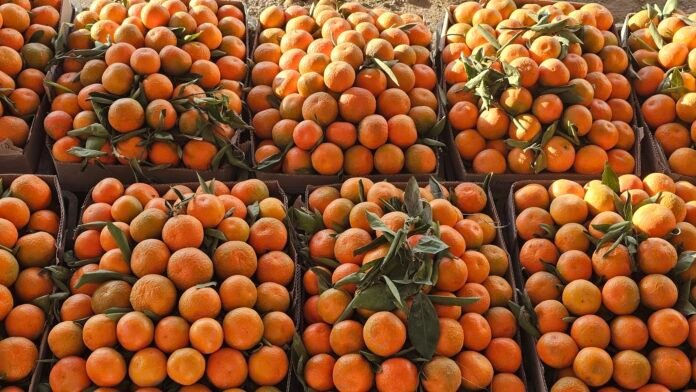 البرتقال هدية شتاء اليمنيين القادمة من مأرب